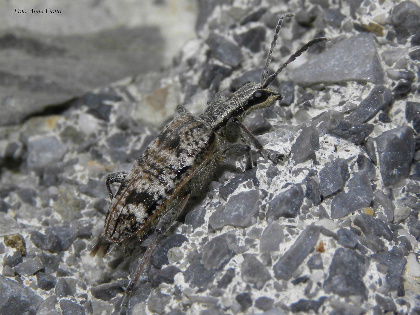 Rhagium inquisitor (Cerambycidae) - M. Saccarello (IM)